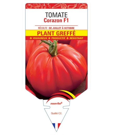 TOMATE CORAZON F1 PLANT GREFFÉ
