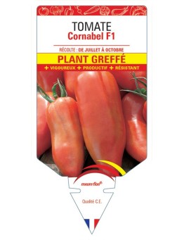 TOMATE CORNABEL F1 PLANT GREFFÉ
