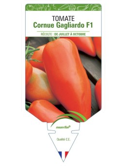 TOMATE CORNUE GAGLIARDO F1
