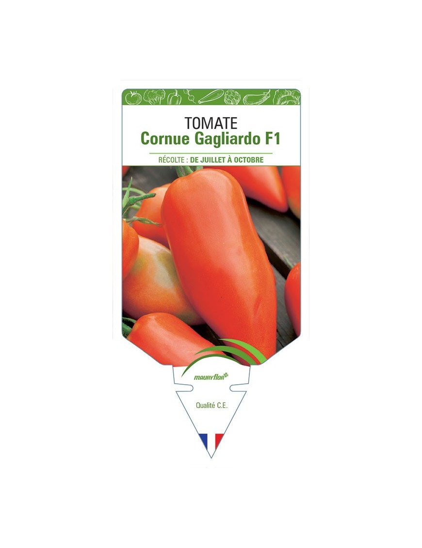 TOMATE CORNUE GAGLIARDO F1
