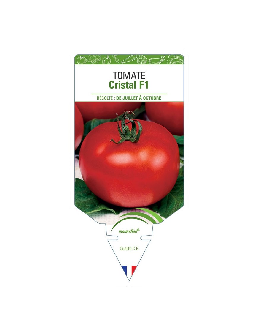 TOMATE CRISTAL F1