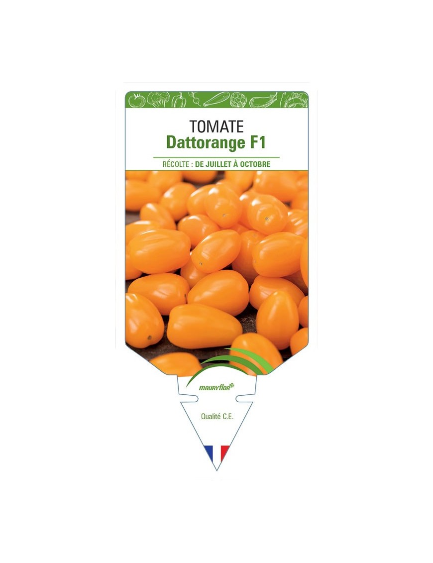 TOMATE DATTORANGE F1