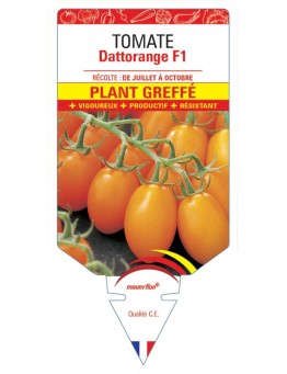TOMATE DATTORANGE F1 PLANT GREFFÉ
