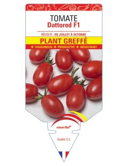 TOMATE DATTORED F1 PLANT GREFFÉ