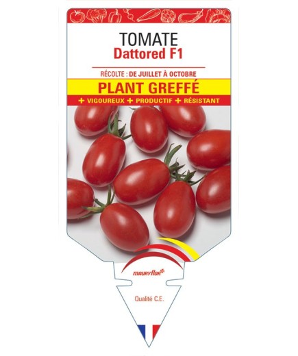 TOMATE DATTORED F1 PLANT GREFFÉ