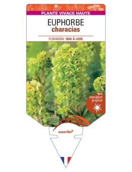 EUPHORBE CHARACIAS (jaune) *