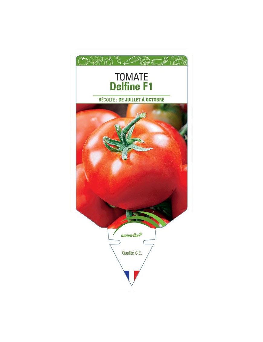 TOMATE DELFINE F1