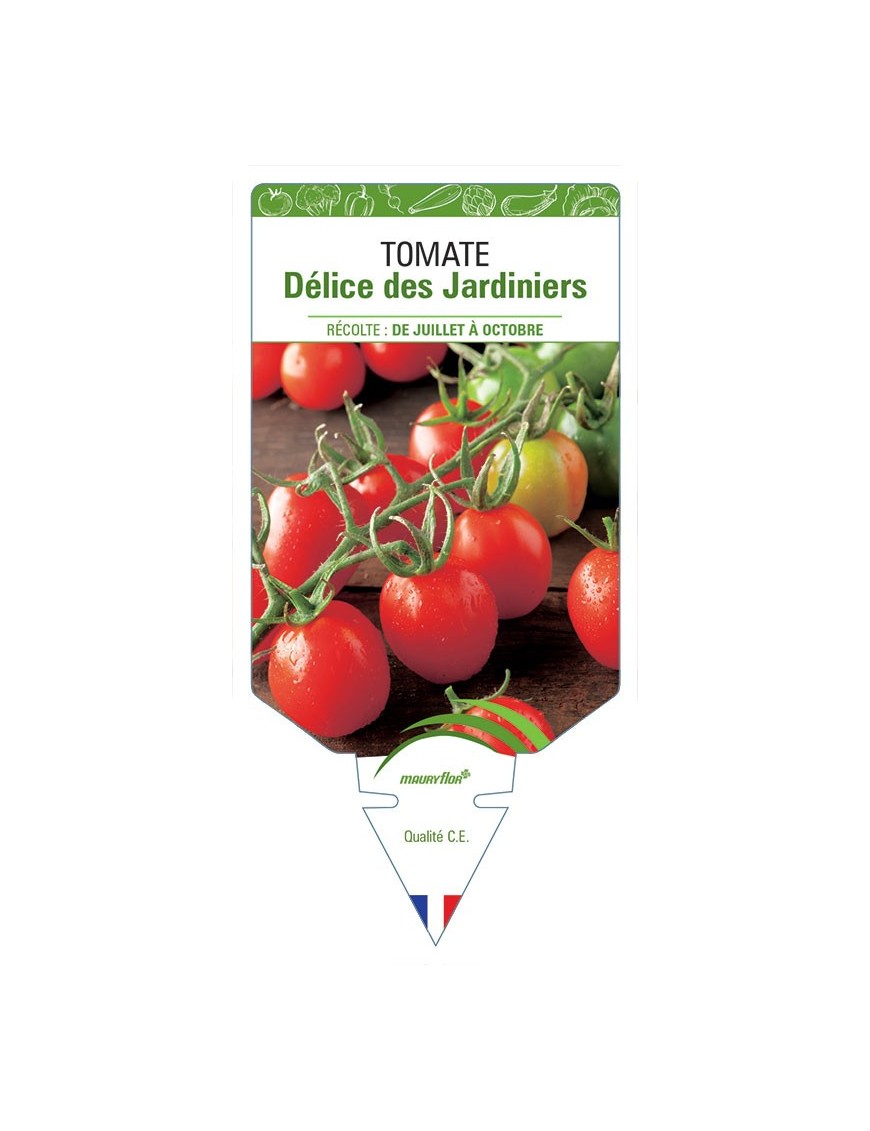 TOMATE DÉLICE DES JARDINIERS