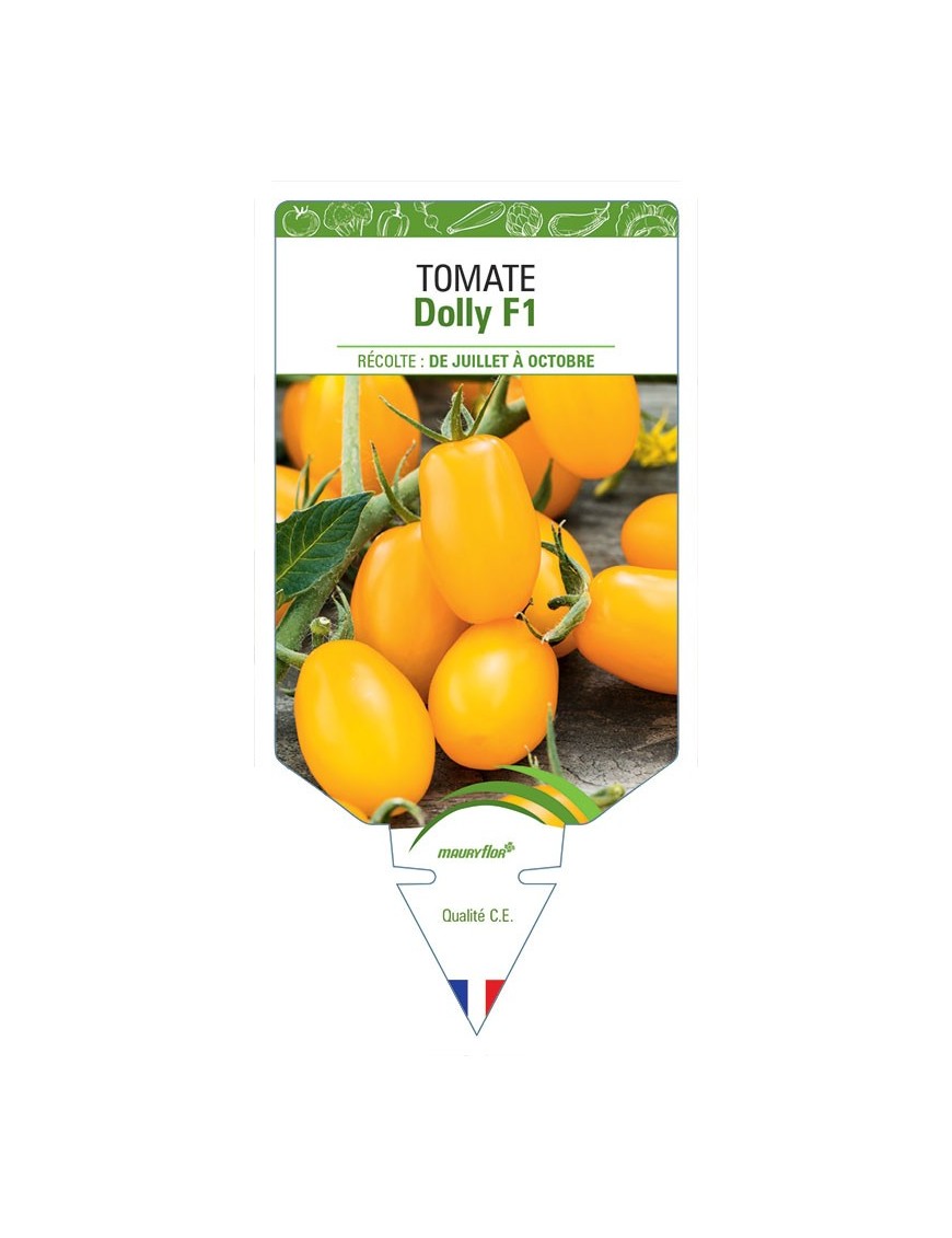 TOMATE DOLLY F1
