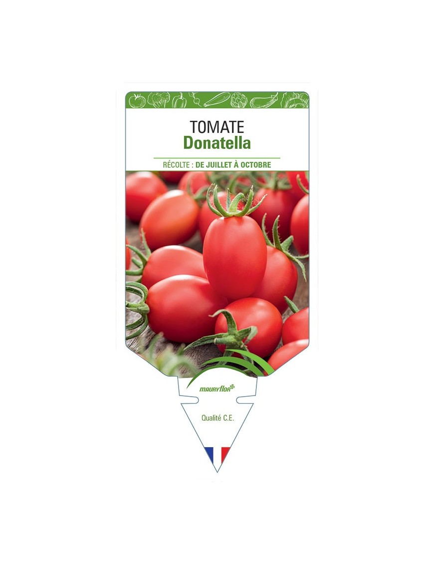 TOMATE DONATELLA