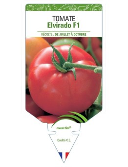 TOMATE ELVIRADO F1
