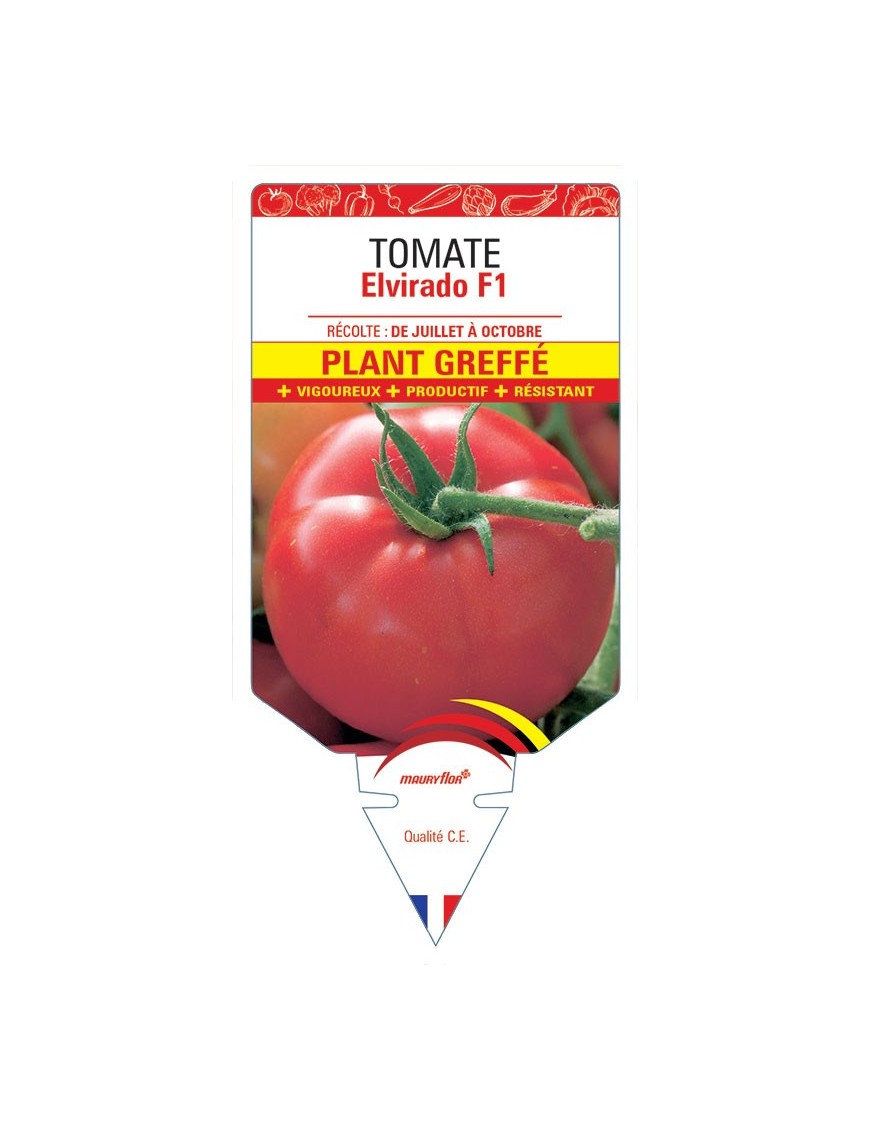 TOMATE ELVIRADO F1 PLANT GREFFÉ