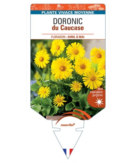 DORONICUM du Caucase (jaune)