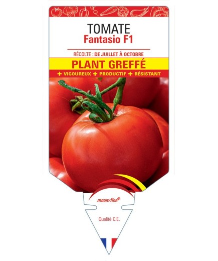 TOMATE FANTASIO F1 PLANT GREFFÉ