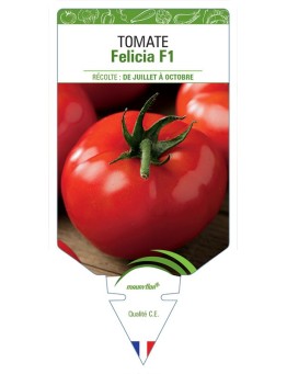 TOMATE FELICIA F1