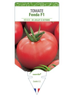 TOMATE FENDA F1