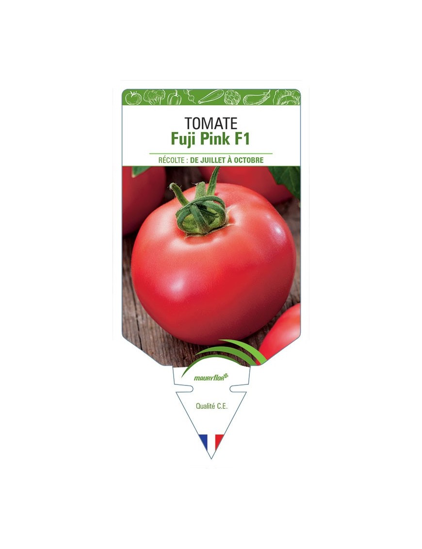 TOMATE FUJI PINK F1