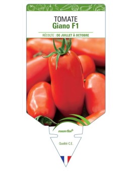 TOMATE GIANO F1