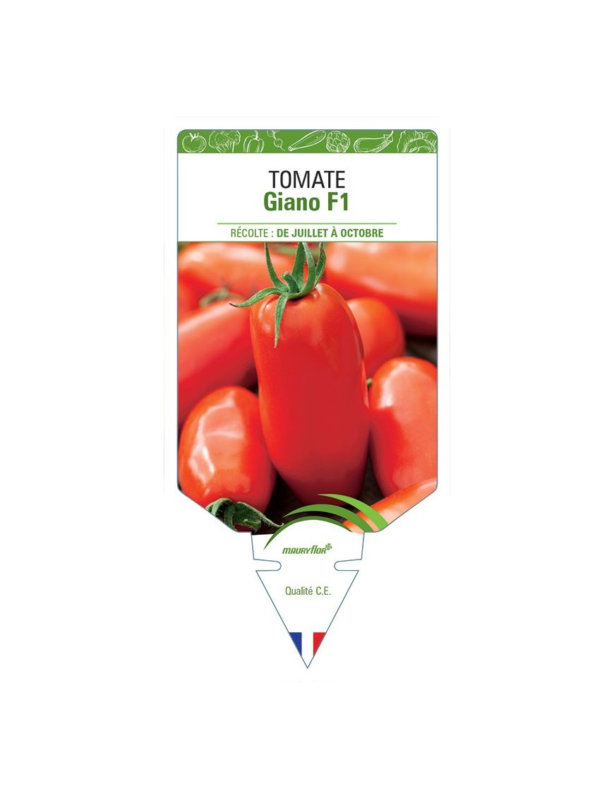 TOMATE GIANO F1