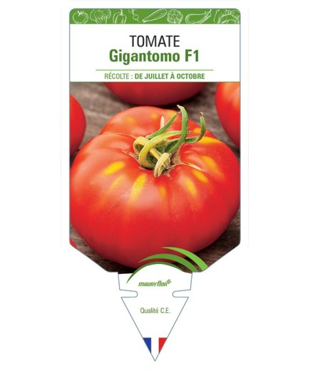 TOMATE GIGANTOMO F1