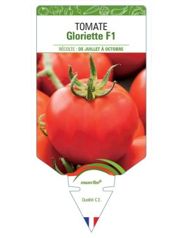 TOMATE GLORIETTE F1