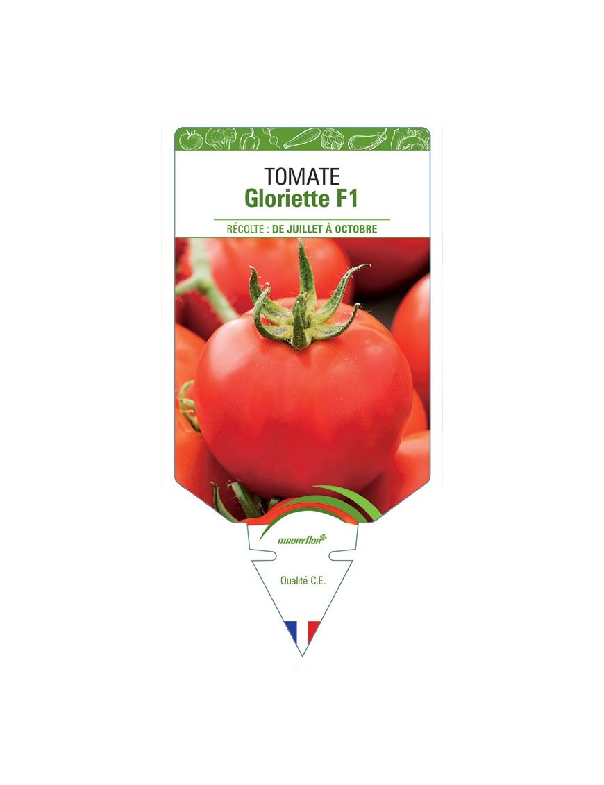 TOMATE GLORIETTE F1