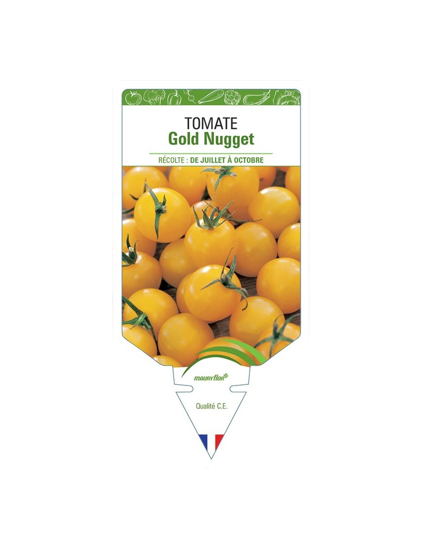 TOMATE GOLD NUGGET