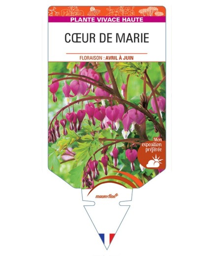 DICENTRA (spectabilis rose)  voir CŒUR DE MARIE *