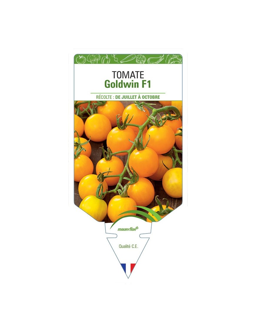 TOMATE GOLDWIN F1