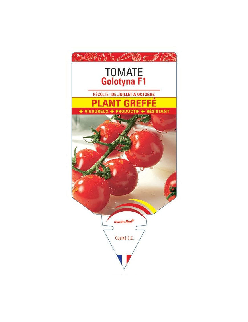 TOMATE GOLOTYNA F1 PLANT GREFFÉ