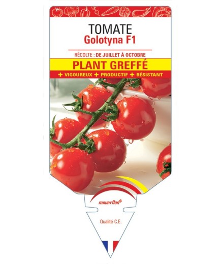 TOMATE GOLOTYNA F1 PLANT GREFFÉ