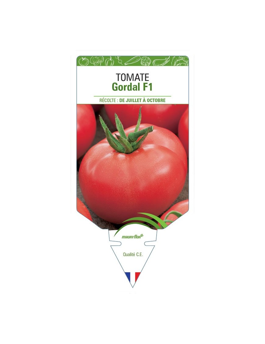 TOMATE GORDAL F1