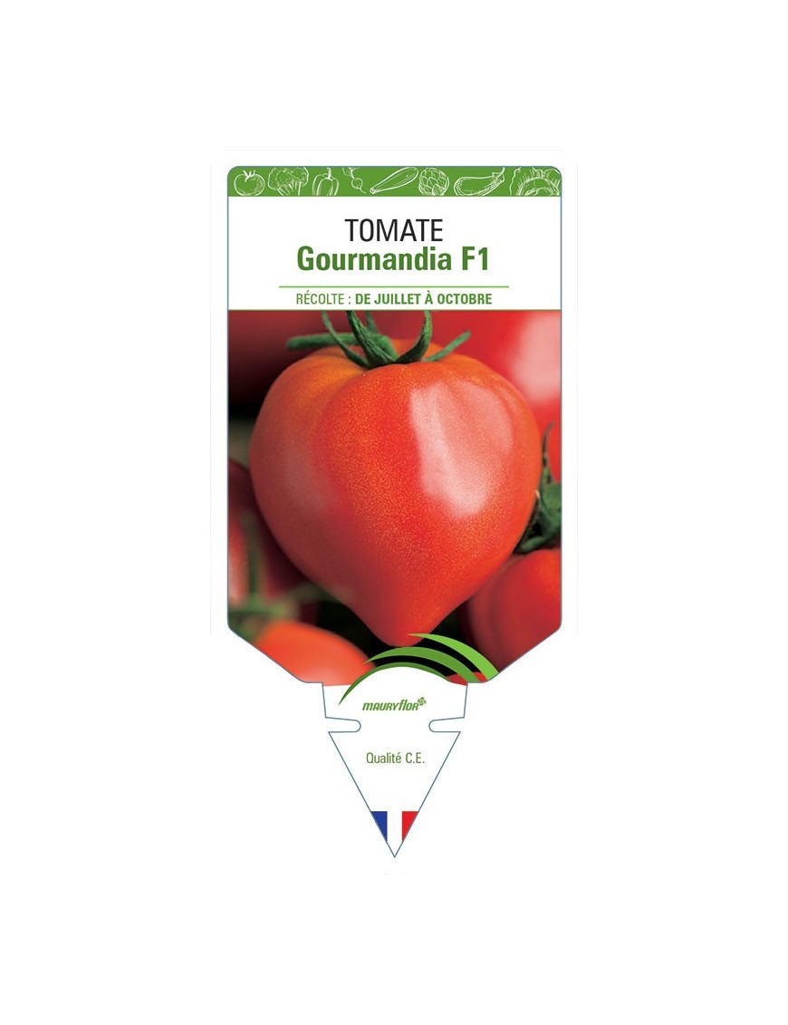 TOMATE GOURMANDIA F1