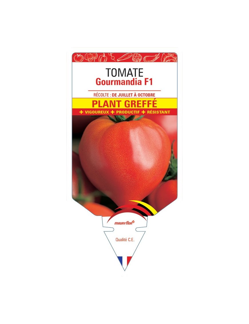 TOMATE GOURMANDIA F1 PLANT GREFFÉ