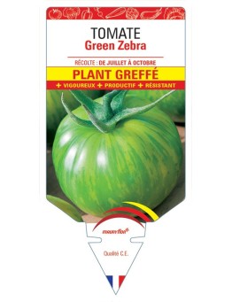 TOMATE GREEN ZEBRA F1 PLANT GREFFÉ