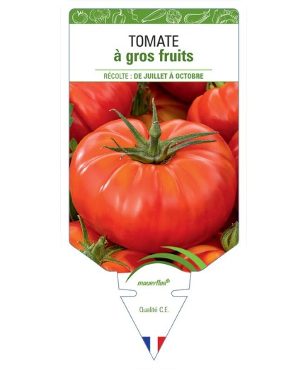 TOMATE À GROS FRUITS