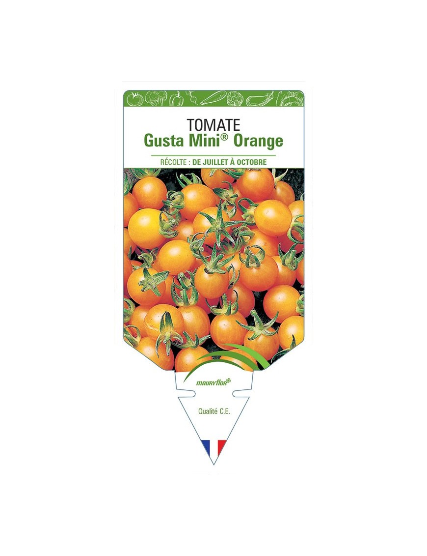 TOMATE GUSTA MINI® ORANGE
