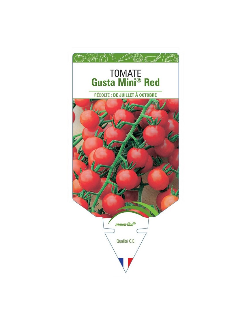 TOMATE GUSTA MINI® RED