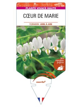 DICENTRA (spectabilis 'Alba') voir CŒUR DE MARIE *
