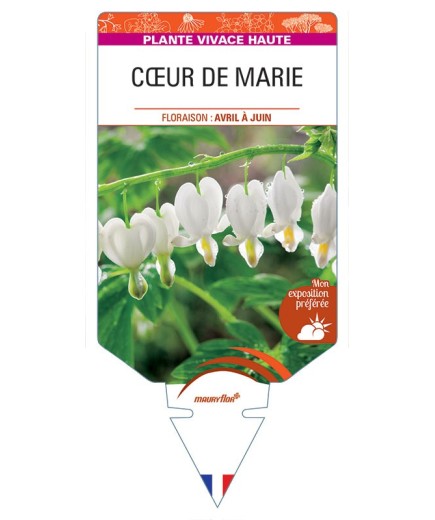 DICENTRA (spectabilis 'Alba') voir CŒUR DE MARIE *