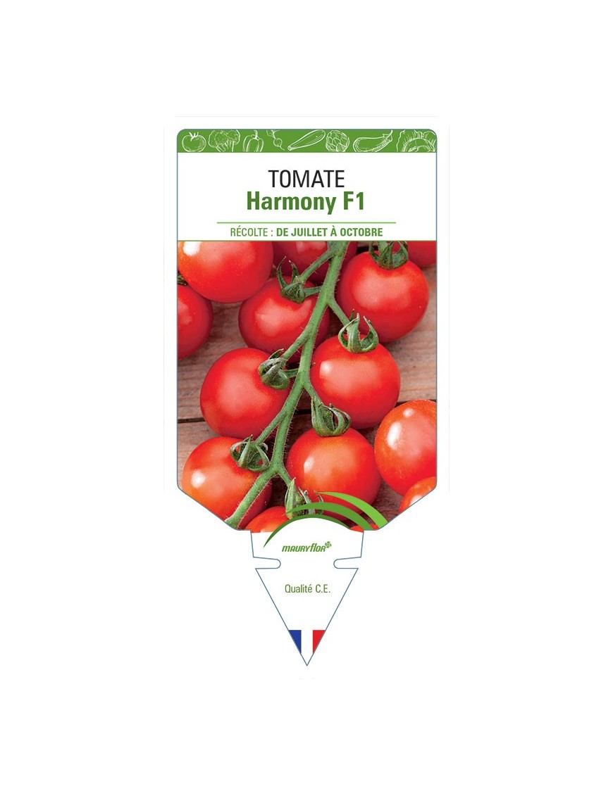 TOMATE HARMONY F1