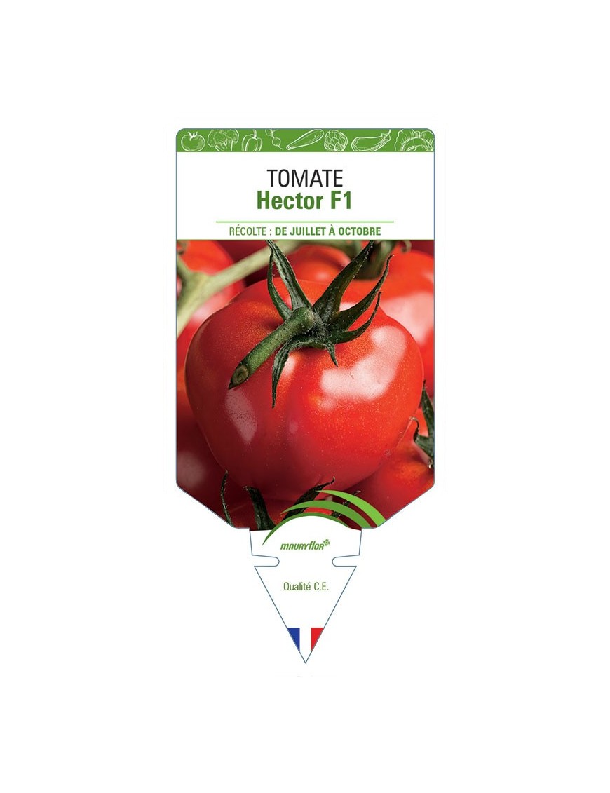 TOMATE HECTOR F1