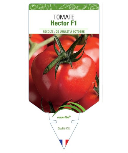 TOMATE HECTOR F1