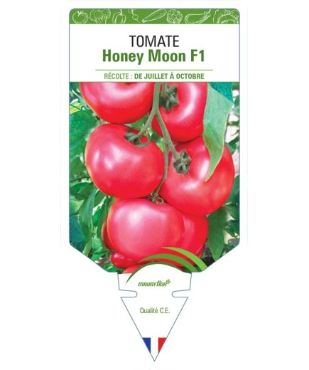 TOMATE HONEY MOON F1