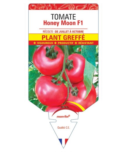 TOMATE HONEY MOON F1 PLANT GREFFÉ
