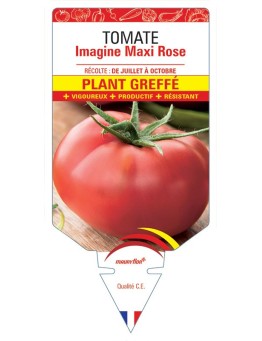 TOMATE IMAGINE MAXI ROSE F1 PLANT GREFFÉ