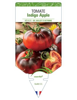 TOMATE INDIGO APPLE