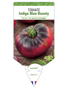 TOMATE INDIGO BLUE BEAUTY