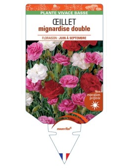 DIANTHUS plumarius voir ŒILLET mignardise double (varié) *