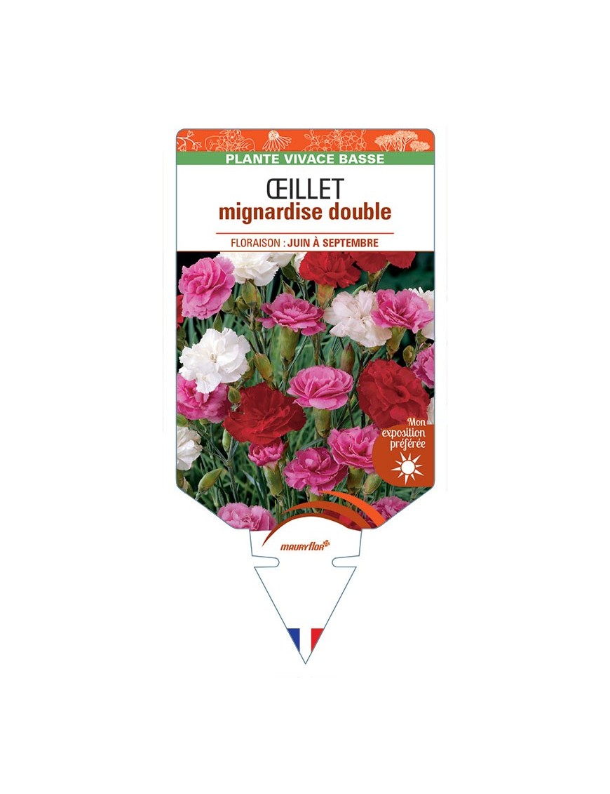 DIANTHUS plumarius voir ŒILLET mignardise double (varié) *